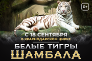 Шоу белых тигров «Шамбала»